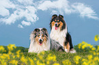 Collies