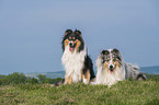 Collies