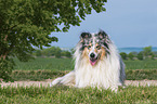 Collie Rde