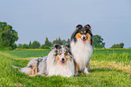 Collies