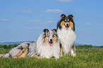 Collies