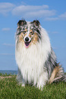 Collie Rde