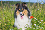 Collie Hndin