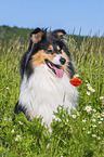 Collie Hndin