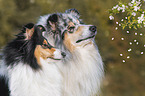 Collies