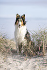 Collie