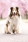 Collie