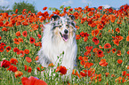 Collie