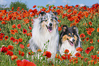 Collies