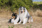 Collies