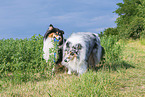 Collies