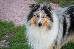 Collie Rde