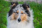 Collie Rde