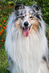 Collie Rde