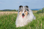 Collie Rde