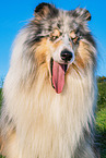 Collie Rde