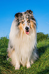 Collie Rde