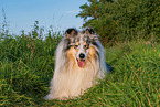 Collie Rde