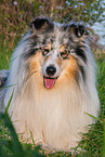 Collie Rde