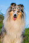 Collie Rde