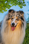 Collie Rde