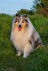 Collie Rde