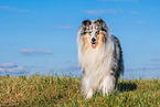 Collie Rde