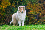 junger Collie