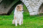 junger Collie