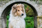 junger Collie