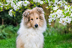 junger Collie