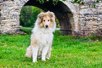 junger Collie