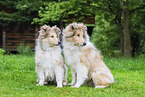 junge Collies