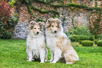 junge Collies