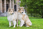 junge Collies