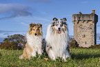 Collies