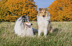 Collies