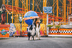 Collie und Sheltie