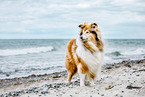 Collie