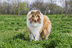 erwachsener Collie