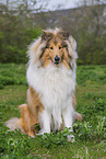 erwachsener Collie