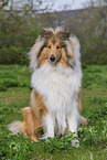 erwachsener Collie