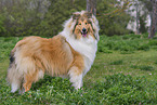 erwachsener Collie