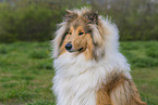 erwachsener Collie