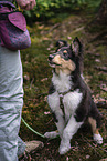 junger Collie Rde