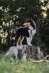 junger Collie Rde