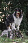 Collie Rde