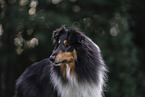 Collie Rde