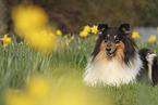 Collie