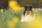 Collie